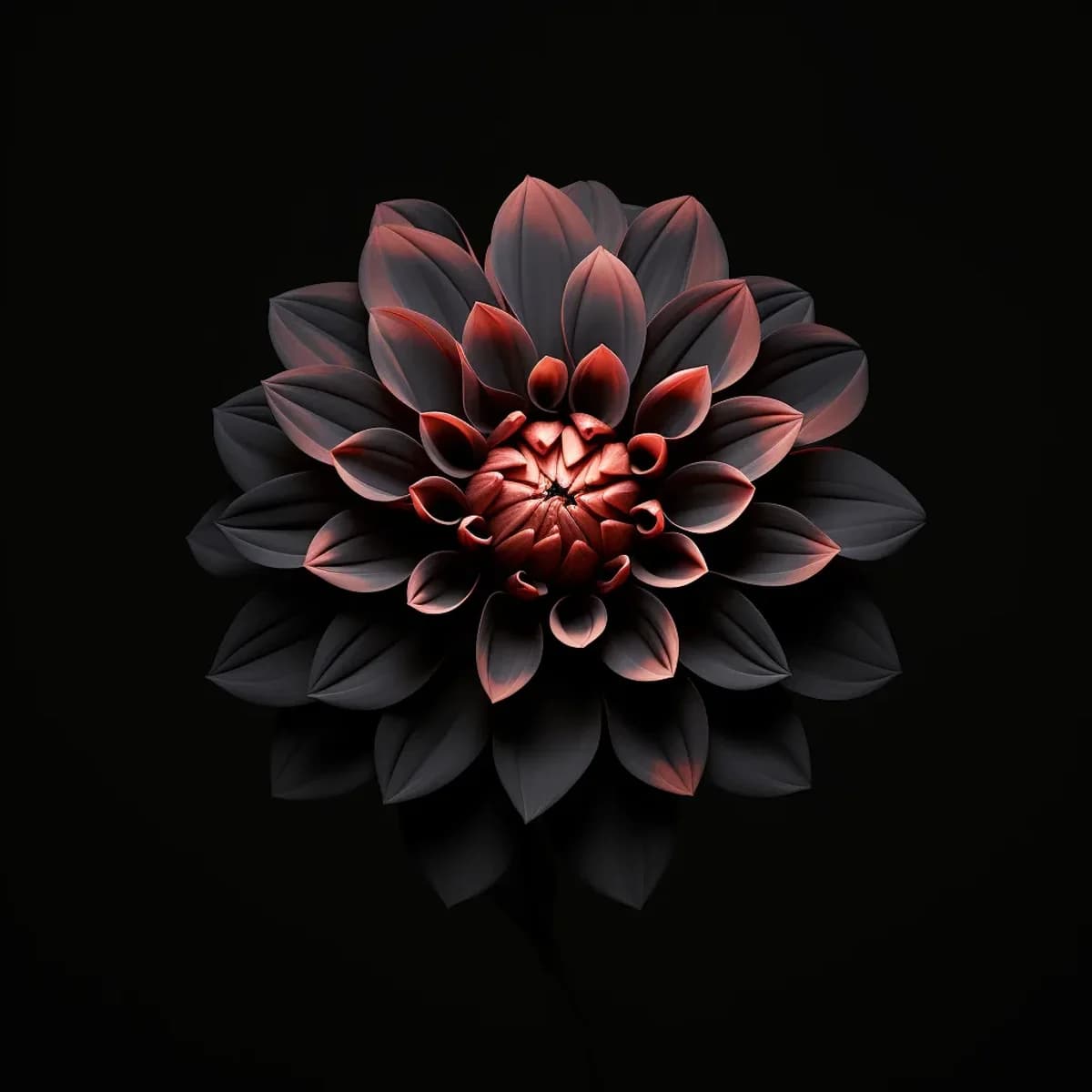 DARK DAHLIA